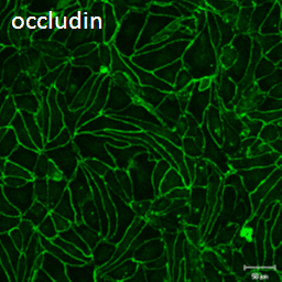 occludin